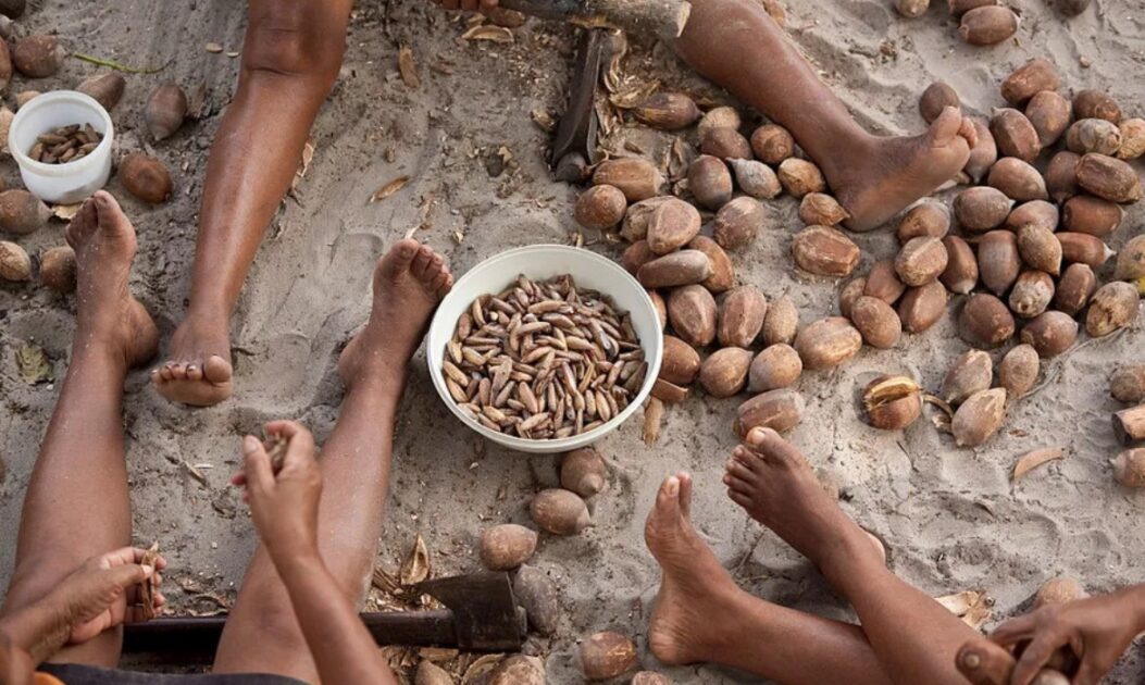 Quebradeiras de coco extraindo sementes de babaçu.
