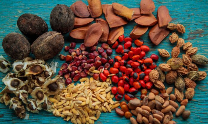 Sementes da floresta amazônica representam o potencial genético e produtivo da bioeconomia no Amazonas.