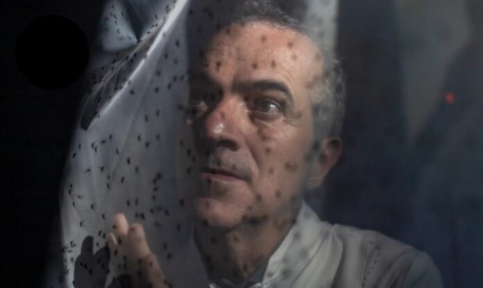 Luciano Moreira observa mosquitos com Wolbachia usados para controlar a dengue.