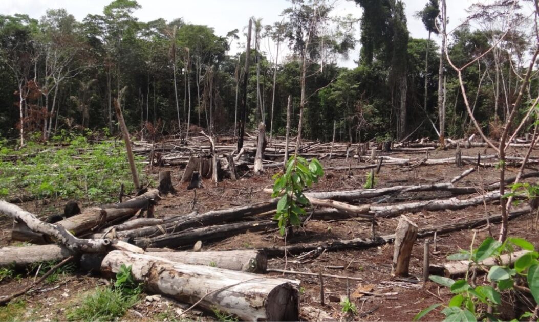 Área desmatada em Puerto Nariño, Colômbia – ameaça ao habitat do sagui-de-topete-algodão.