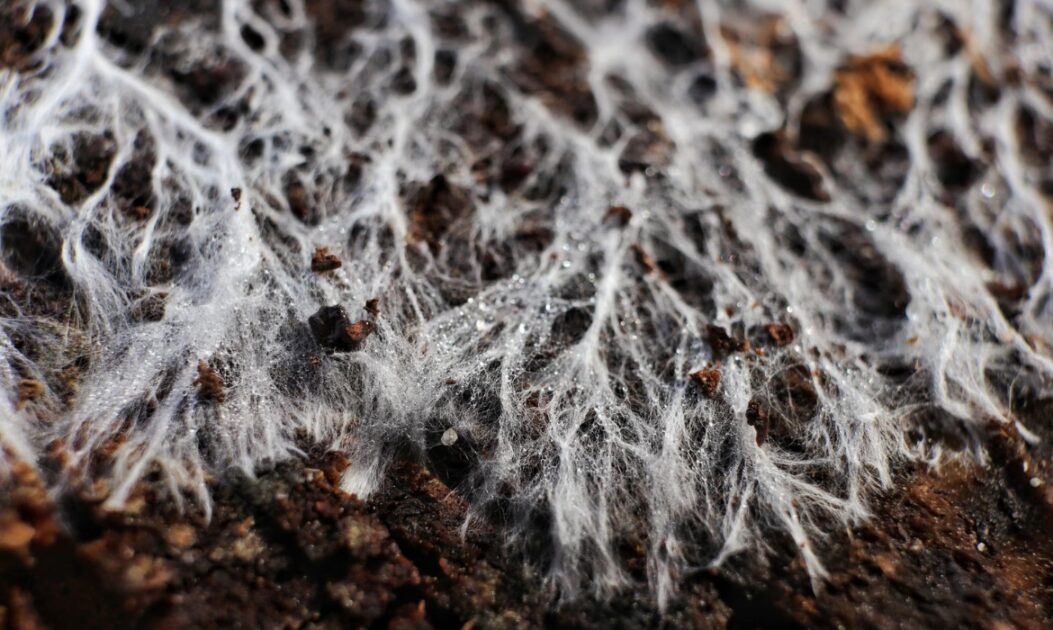 Micélio de fungo crescendo sobre substrato orgânico em laboratório