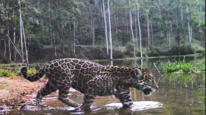 Imagem de câmera de monitoramento registrando a onça-pintada no Rio de Janeiro passando por um rio em área de floresta.