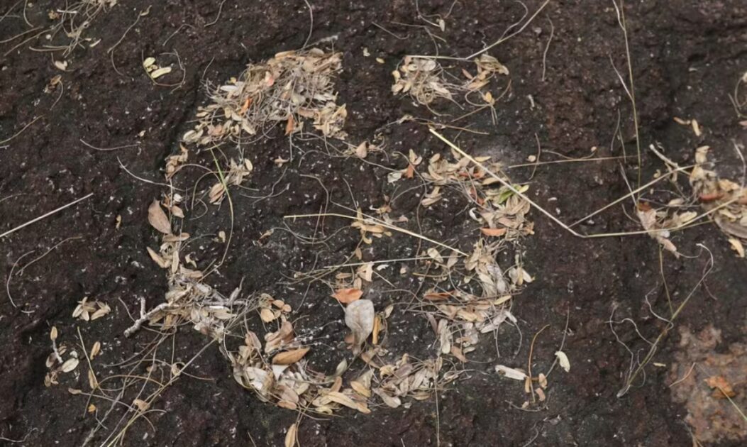 Pegada encontrada em sítio arqueológico de Roraima, indício da presença de dinossauros na Amazônia.