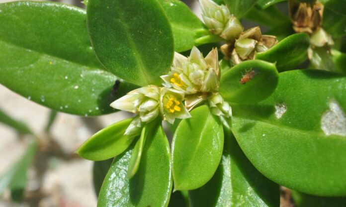 Planta periquito-da-praia, nativa do litoral brasileiro, usada na medicina popular por suas propriedades anti-inflamatórias.