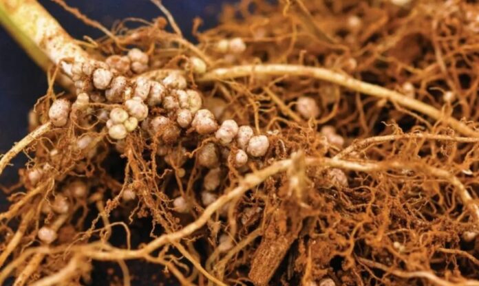 Raiz de planta colonizada por bactérias fixadoras de nitrogênio, formando estruturas simbióticas que ajudam no desenvolvimento de plantas que se autofertilizam.