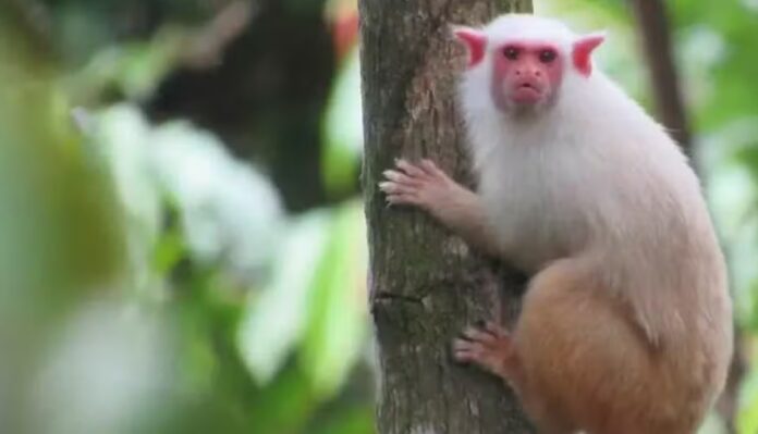 Primeira espécie de macaco descrita por Rodrigo Costa Araújo na Amazônia