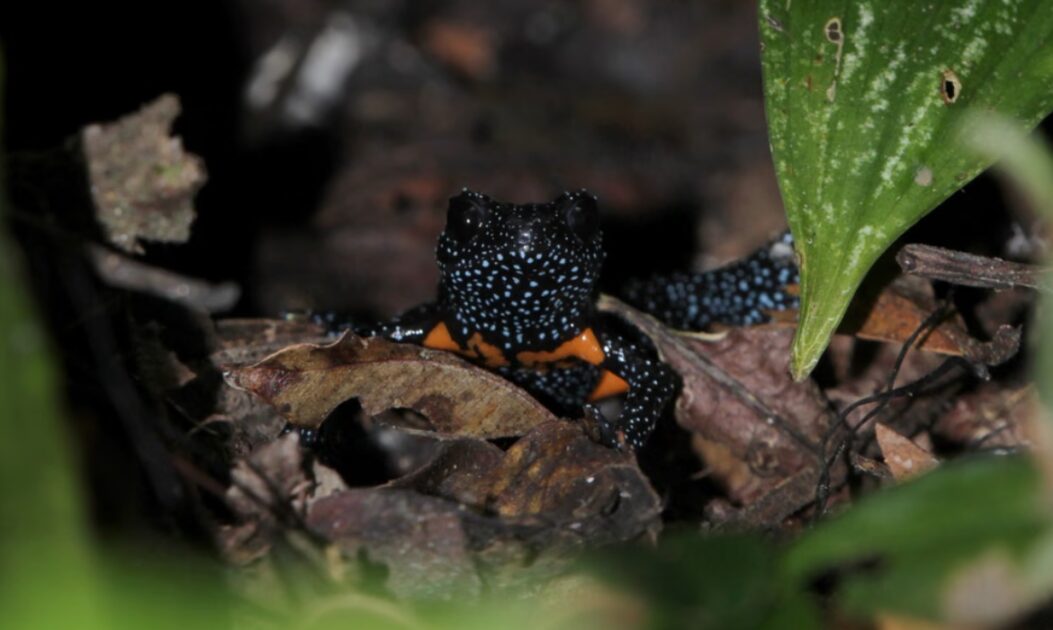 Detalhe do sapo-galáxia, espécie rara que vive sob troncos na floresta dos Gates Ocidentais, na Índia.