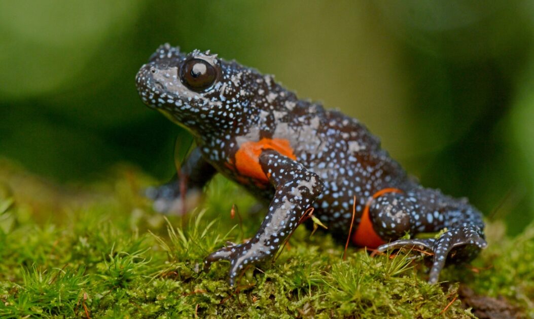 Sapo-galáxia (Melanobatrachus indicus), anfíbio raro de coloração preta com manchas brilhantes, registrado na floresta tropical de Kerala, na Índia.