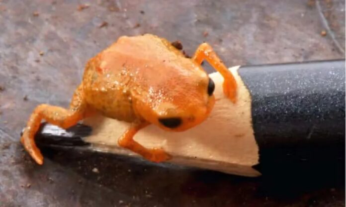 Close da nova espécie de sapo, o sapo-pulga-laranja, com coloração vibrante.