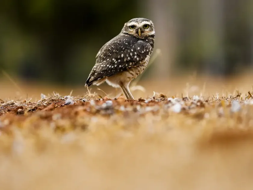 seca brasilia abr jfcrz 3108221992