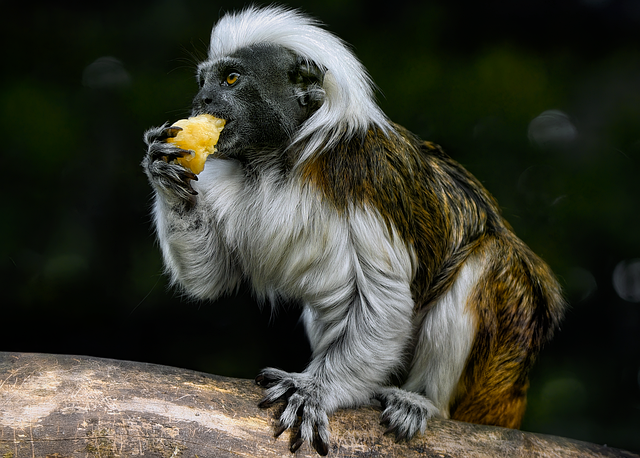 Com menos de 7.500 indivíduos na natureza, o sagui-de-topete-algodão depende da restauração de florestas secas para sobreviver em um dos ecossistemas mais degradados da Colômbia.