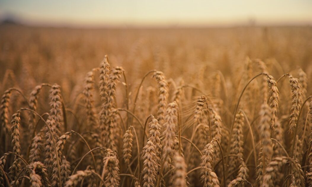 Plantação de trigo em um campo amplo, representando culturas que futuramente podem se tornar plantas que se autofertilizam.