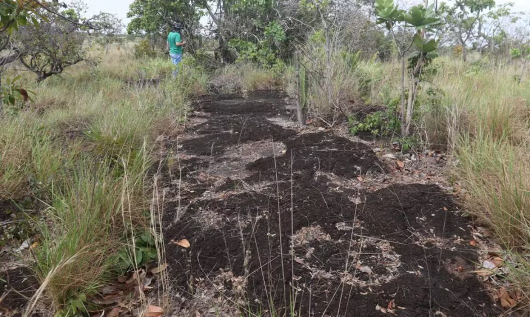 Trilha de 30 metros onde foram encontradas pegadas de dinossauros na Amazônia.