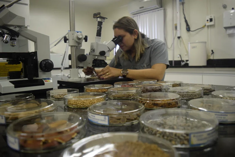 Pesquisadora analisa sementes no laboratório da Ilha de Germoplasma.