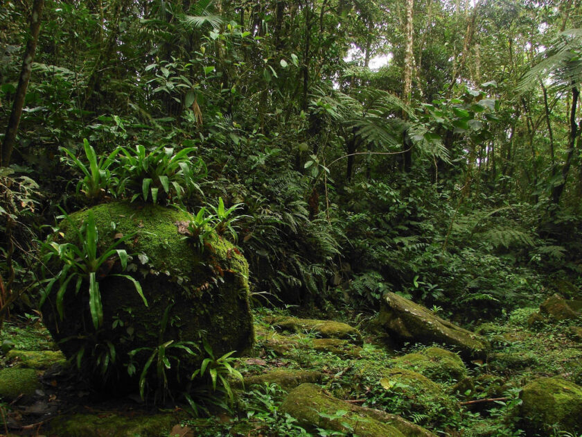 Vegetação densa da Mata Atlântica onde bromélias ajudam a enriquecer o solo