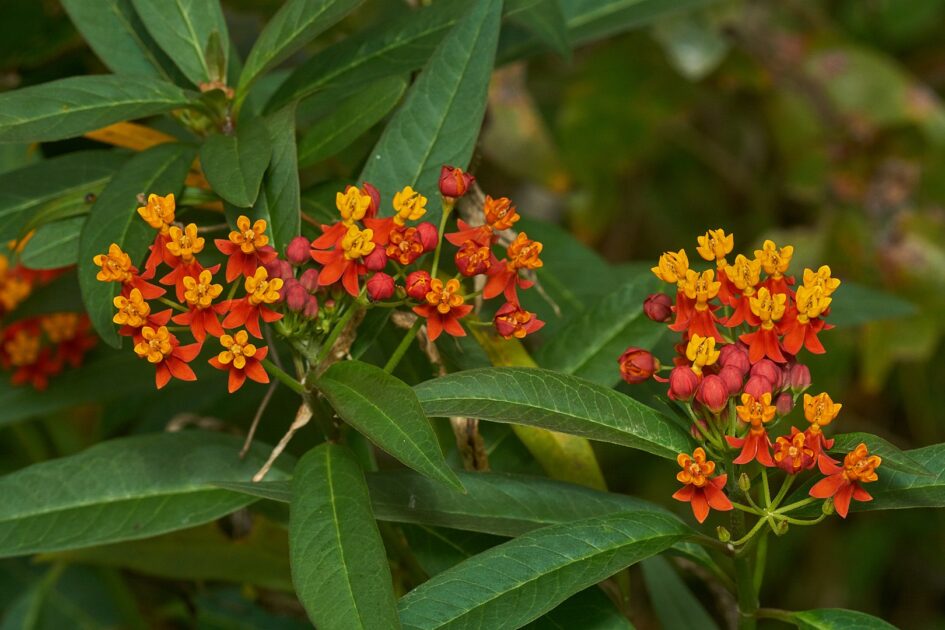 Planta Asclepias em flor, principal fonte alimentar da borboleta-monarca.