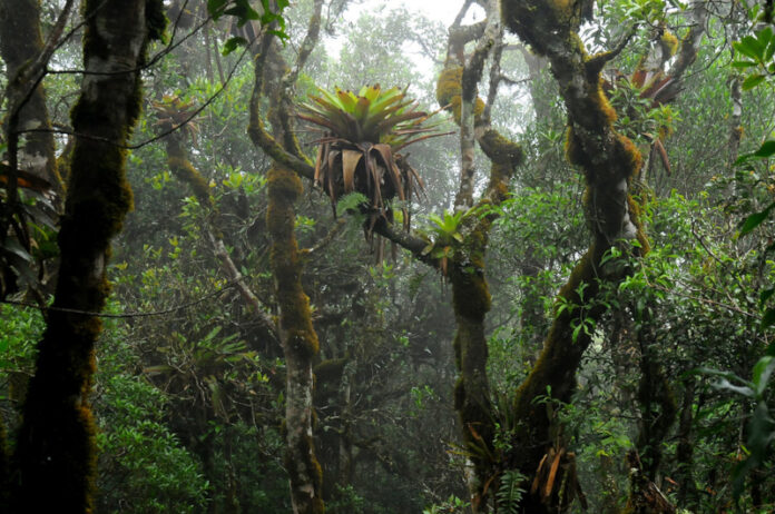 Bromélias crescendo no alto de árvore no Núcleo Santa Virgínia, em floresta atlântica