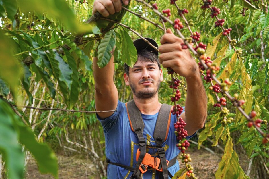 Agro Amazonia Cafe Apui Agroflorestal 5set2024 Divulgacao