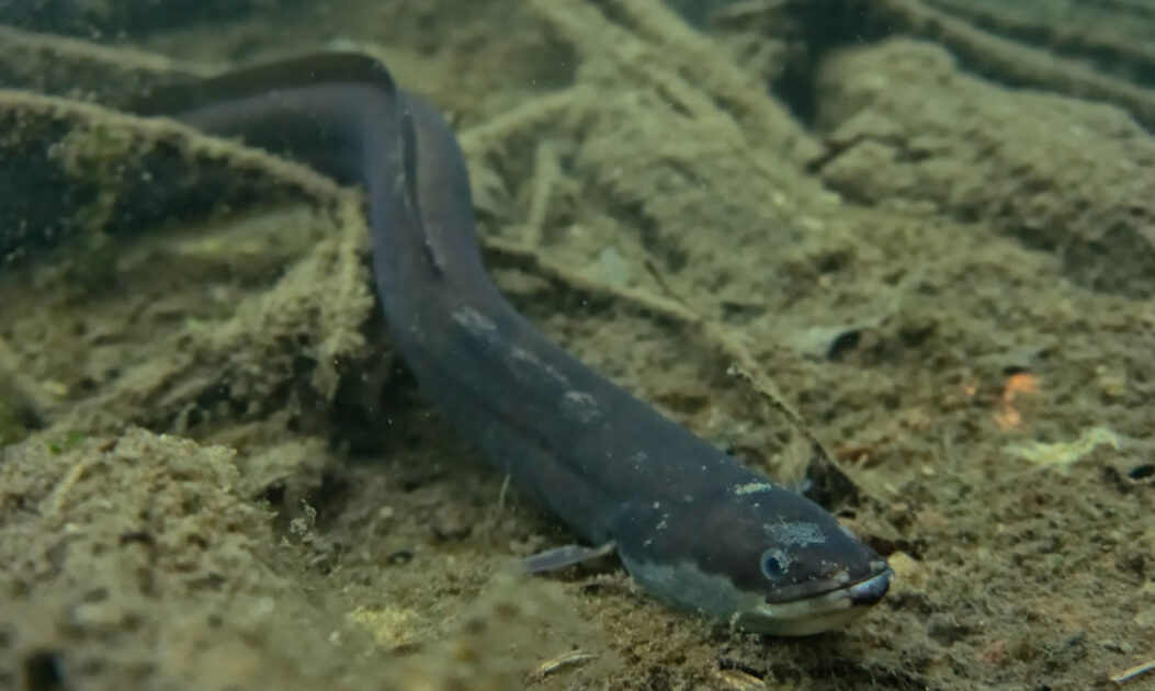 Enguia europeia (Anguilla anguilla).