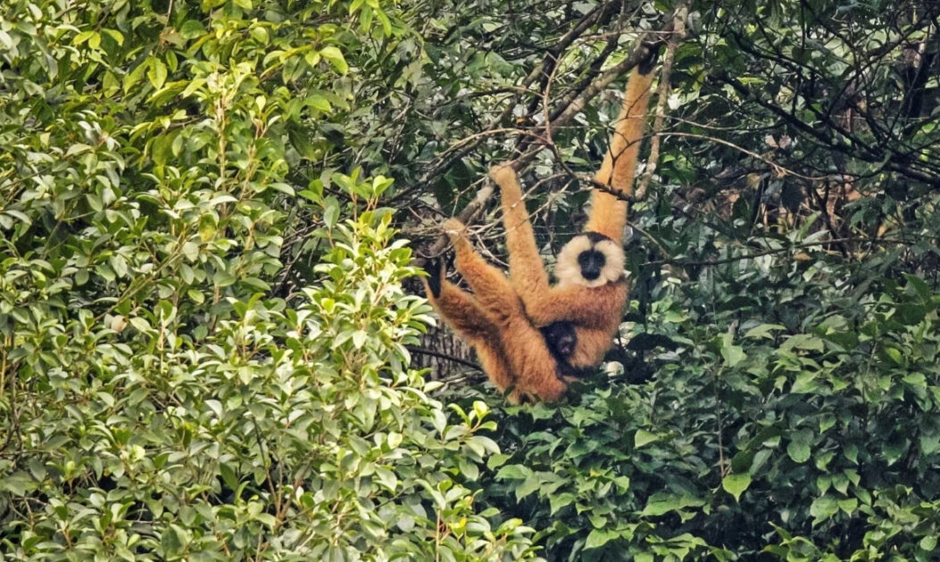 Gibão-de-cao-vit (Nomascus nasutus).