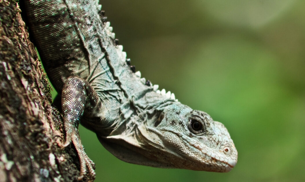 Iguana-de-cauda-espinhosa-de-Utila. Foto: Gavin Schaefer