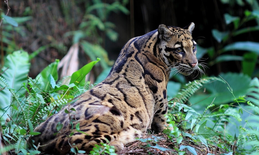 Leopardo-nebuloso (Neofelis nebulosa).