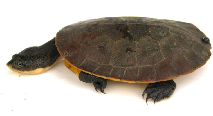 Pequena tartaruga de água doce em igarapé no Pará, uma das novas espécies na Amazônia descritas em 2023.