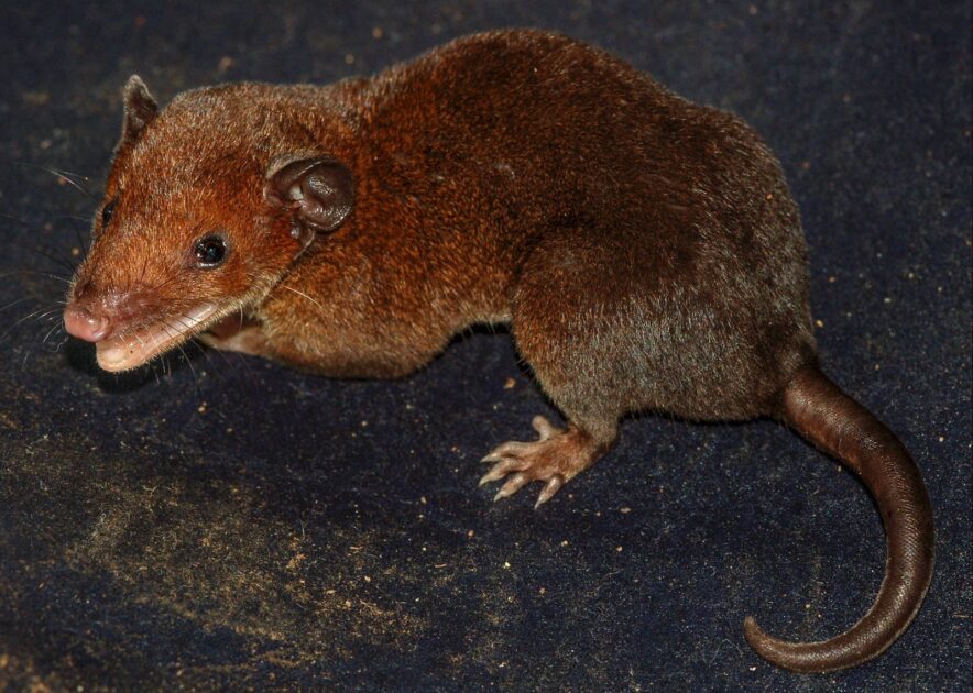 Monodelphis Mygalodelphys saci novataxa 2017 Pavan Mendes Oliveira et Voss