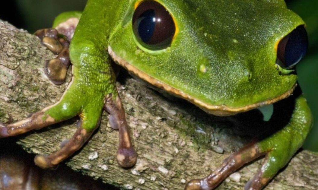 A biopirataria se refere à apropriação ilegal de recursos genéticos ou conhecimentos tradicionais associados, sem consentimento ou repartição de benefícios com os povos que os detêm. Um dos casos mais simbólicos é o do cupuaçu. No início dos anos 2000, uma empresa japonesa tentou registrar a patente do nome da fruta amazônica, provocando mobilização internacional. Outra vítima frequente é a rã-kambô (Phyllomedusa bicolor), cujas secreções interessam à indústria farmacêutica e são alvo de coleta ilegal.