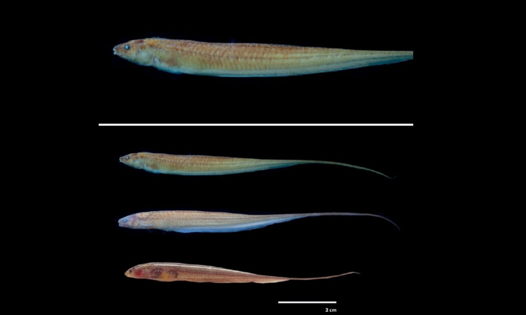 Pequeno peixe-elétrico amazônico em água doce rasa, uma das novas espécies na Amazônia descritas em 2025.