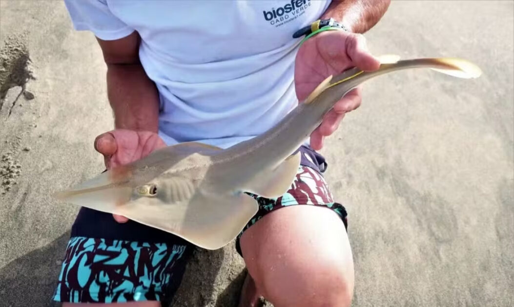 Peixe-guitarra de queixo preto  (Rhinobatos cemiculus).