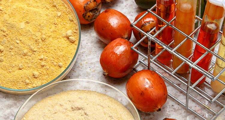 Pupunha-branca, fruto amazônico associado a novas espécies na Amazônia e agrobiodiversidade.