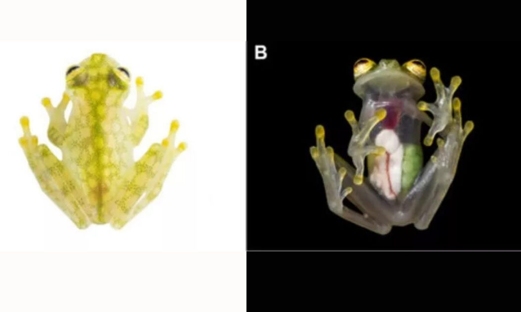 Sapo macho (A) e fêmea (B) da rã-de-vidro Hyalinobatrachium mashpi, uma das novas espécies na Amazônia, fotografados lado a lado.
