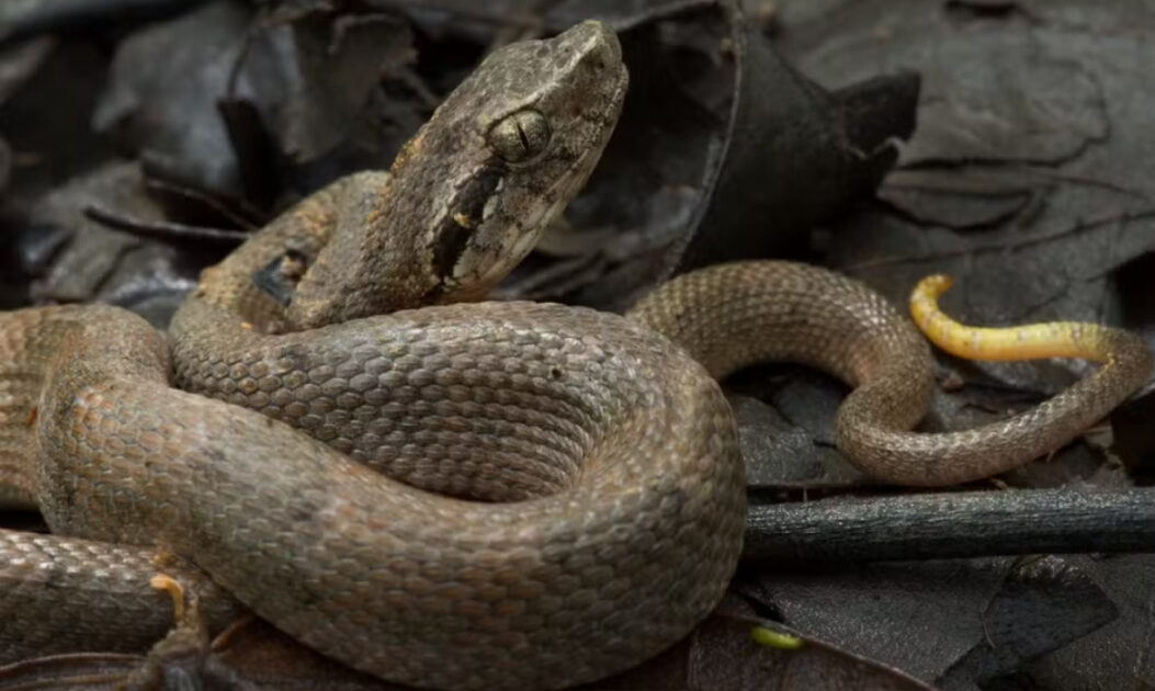Santa Lúcia fer de lance, uma das espécies em risco de extinção. 