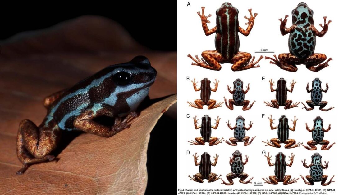 Pequena rã azul-metálica em floresta úmida do Amazonas, uma das novas espécies na Amazônia descritas em 2025.