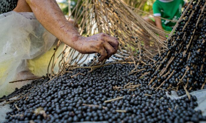 Mão manuseando frutos de açaí em processo tradicional de produção na Amazônia. A base da cadeia produtiva é essencial na tokenização do açaí, que busca valorizar quem vive da floresta.