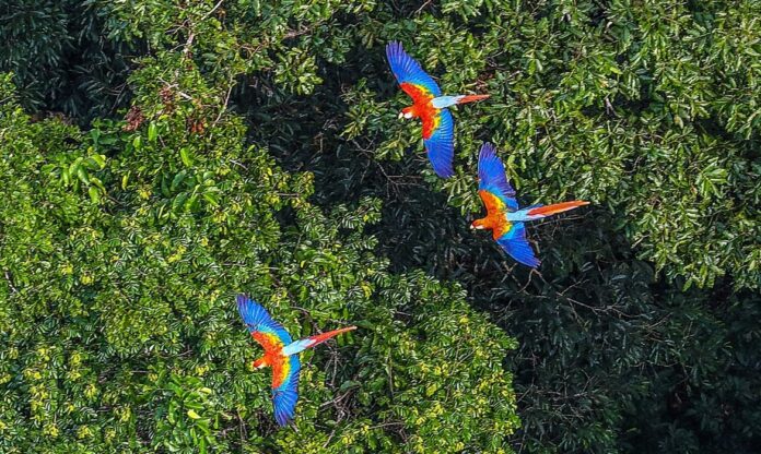 Araras coloridas voam sobre a Floresta Amazônica, símbolo da biodiversidade amazônica e da riqueza de espécies do bioma.