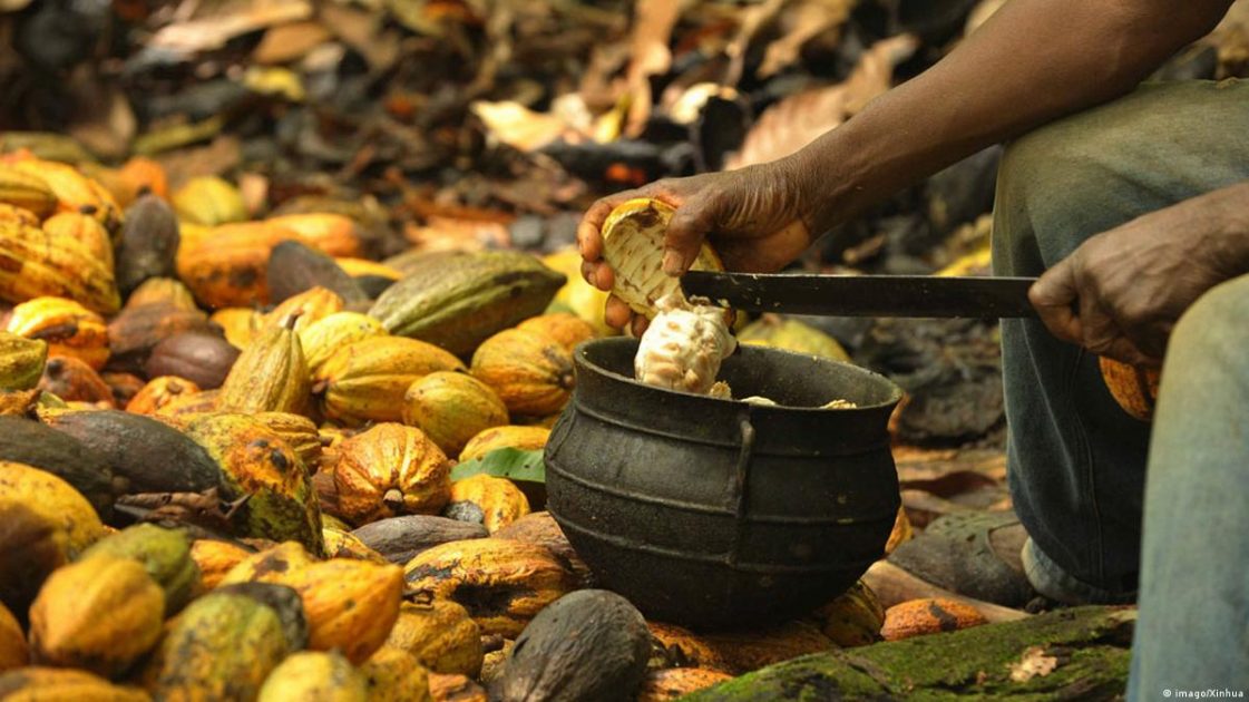 Trabalhador abre fruto de cacau na Amazônia, espécie de origem amazônica ligada à biodiversidade amazônica e à bioeconomia.