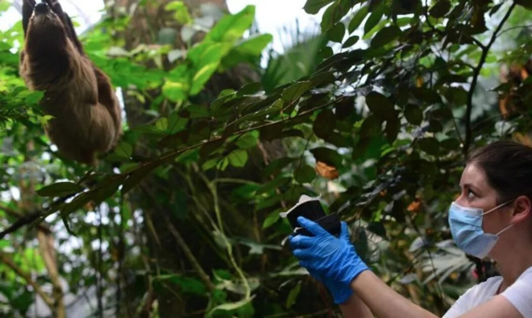 Cientista coleta amostra de ar para análise genética, técnica que apoia a descoberta de espécies e o monitoramento de biodiversidade ameaçada.