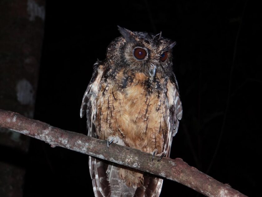 corujinha do Xingu Megascops stangiae Foto Kleiton Silva