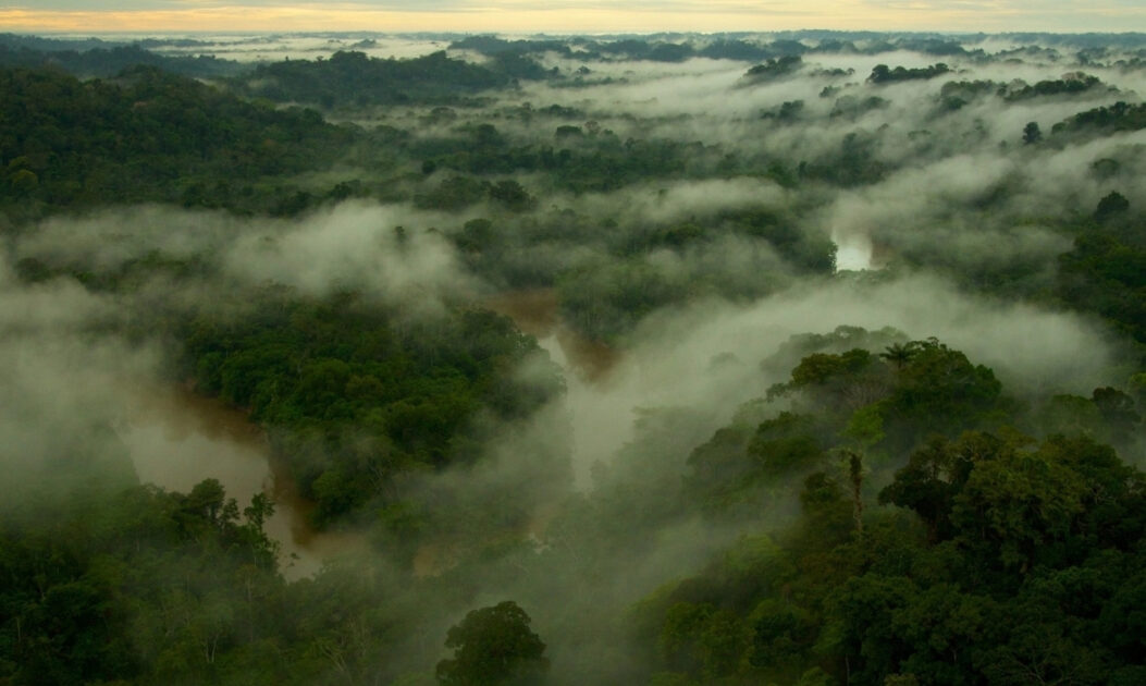 Dossel da Floresta Amazônica visto de cima, onde se concentra grande parte da biodiversidade amazônica.
