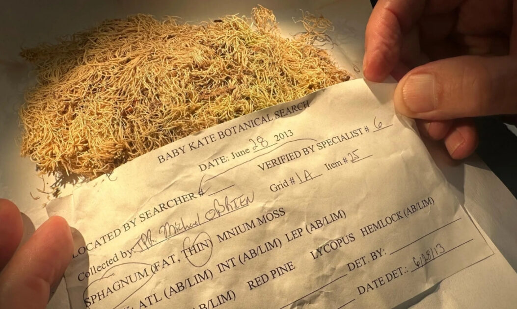 Cientista do Field Museum analisa amostras secas de musgos usadas em investigação criminal.