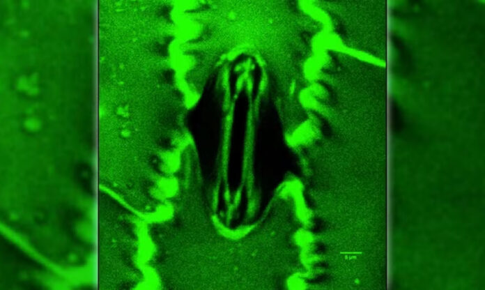 Imagem de estômato sob microscópio, poro das plantas responsável pela respiração e troca de gases.