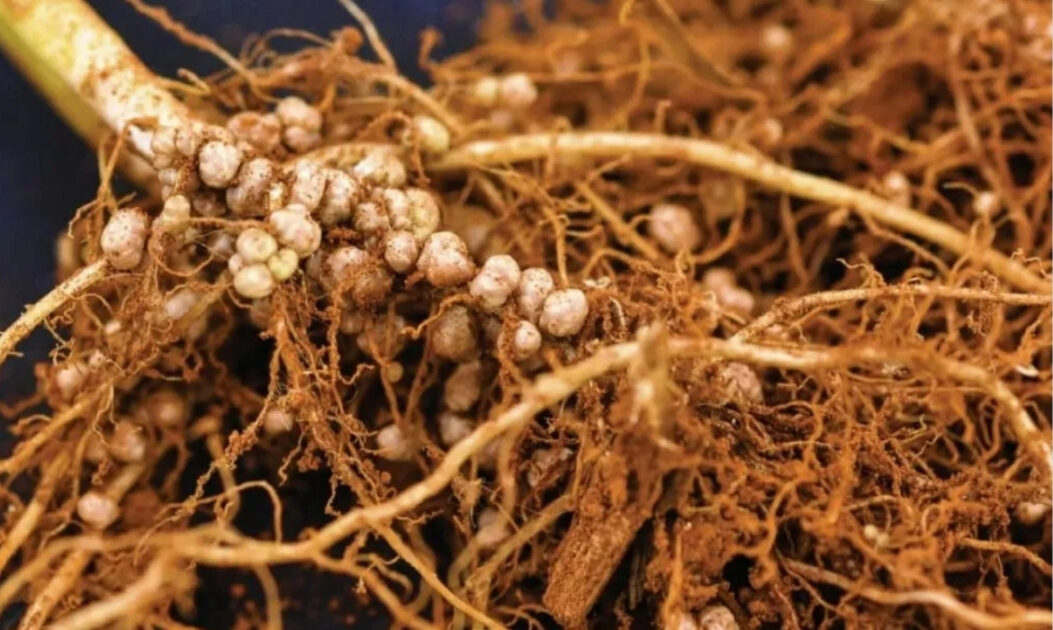 Raízes com microrganismos fixadores de nitrogênio, fundamentais para a fertilização por CO₂ em ecossistemas naturais.