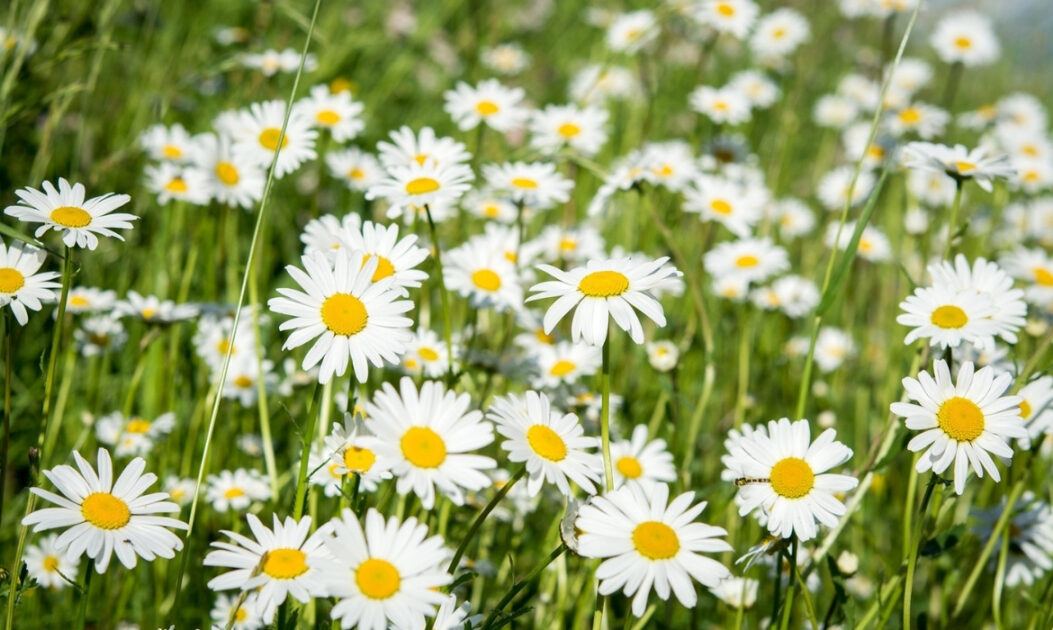Margaridas em flor durante o inverno, evidenciando os impactos da crise climática nos ciclos naturais.