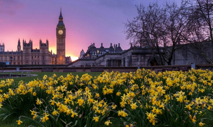 Campo de flores amarelas florescendo em pleno inverno com o Big Ben ao fundo, ilustrando os efeitos da crise climática no Reino Unido.