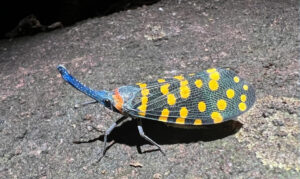 Lanternfly da Índia fotografado em detalhe; insetos estão entre os principais grupos na descoberta de espécies descritas anualmente por cientistas. Foto: John J. Wiens.