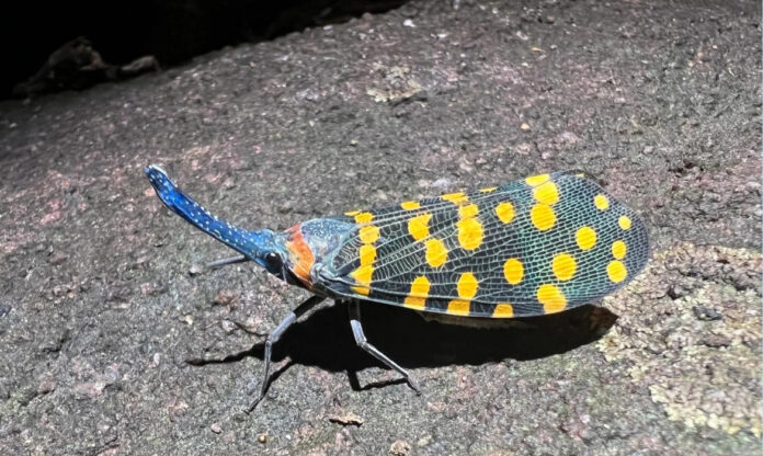 Lanternfly da Índia fotografado em detalhe; insetos estão entre os principais grupos na descoberta de espécies descritas anualmente por cientistas. Foto: John J. Wiens.