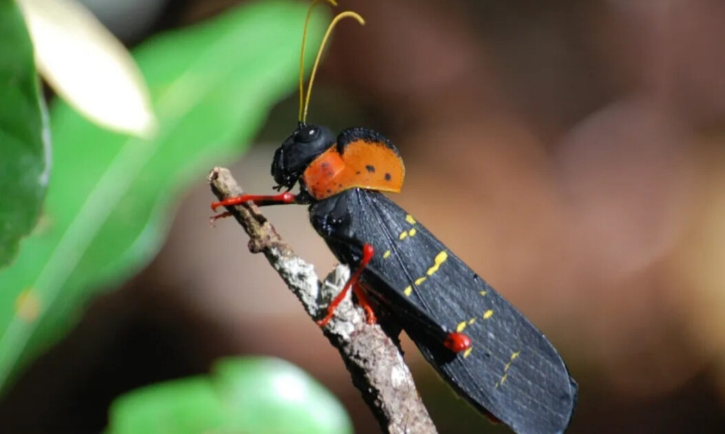 Inseto amazônico sobre galho na Floresta Amazônica, representando a biodiversidade amazônica ainda pouco conhecida pela ciência.
