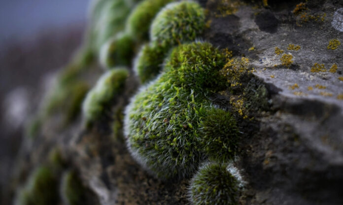 Musgos verdes crescendo sobre solo úmido e sombreado em micro-habitat natural.
